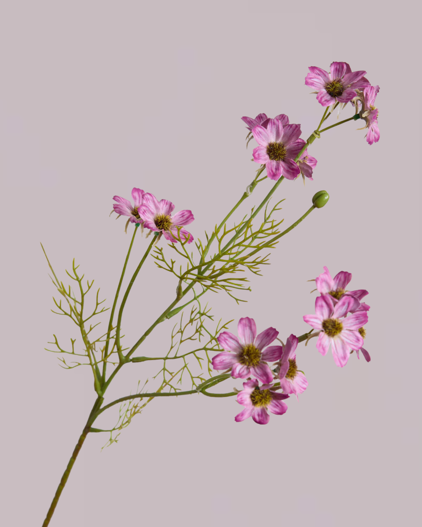 Purple Wildflower