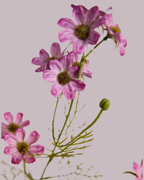 Purple Wildflower