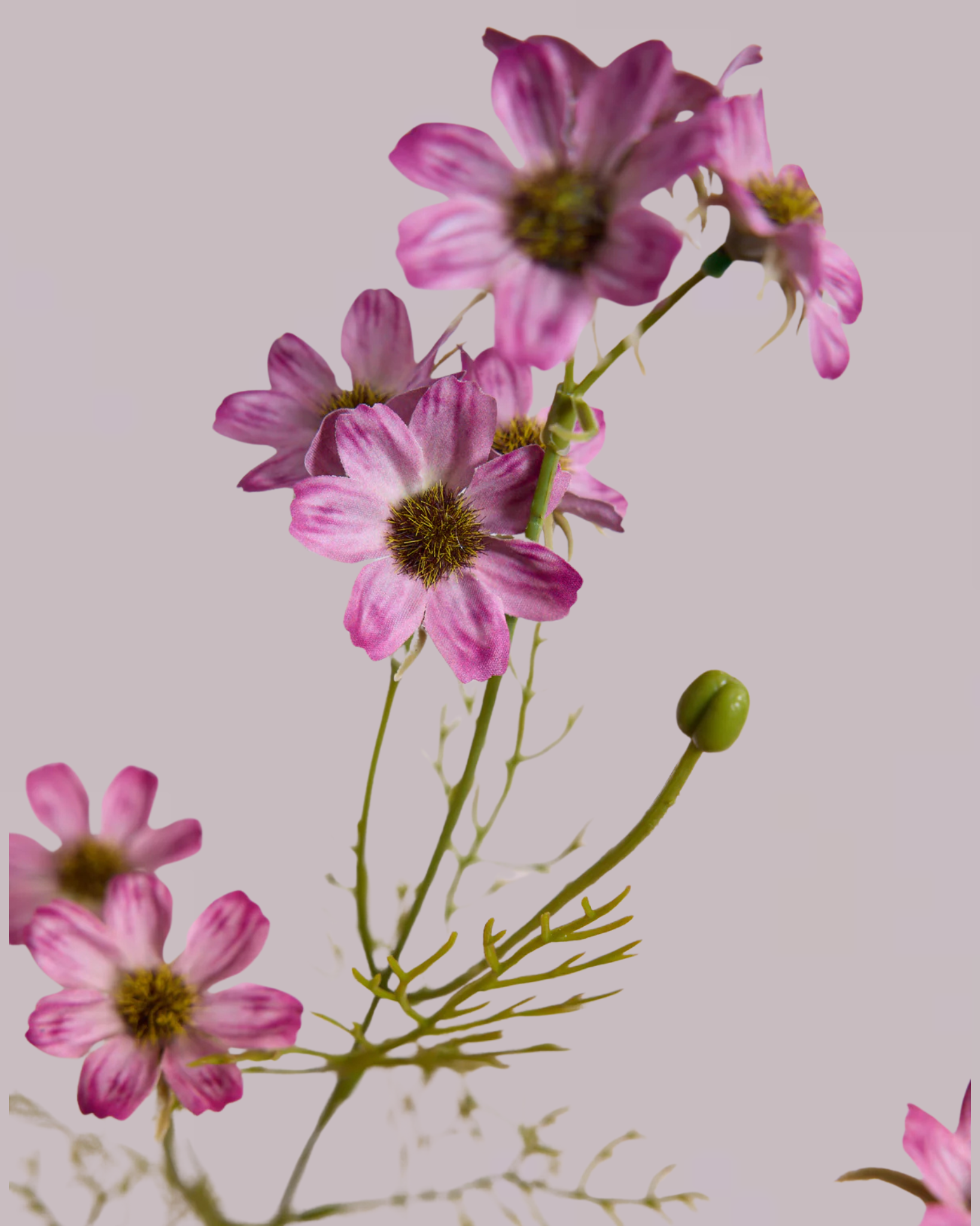 Purple Wildflower