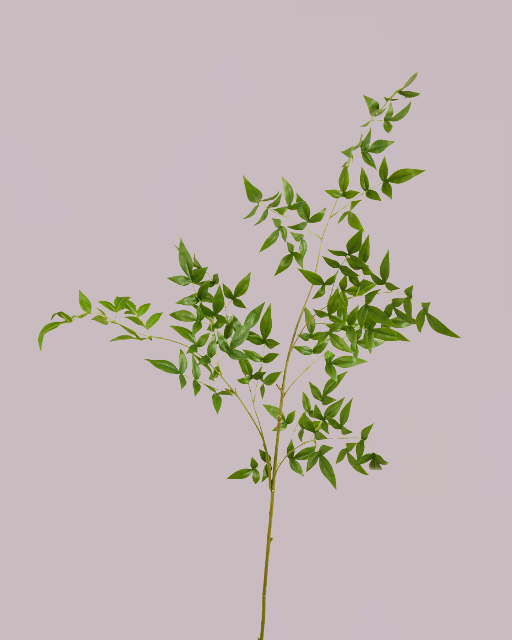 ITALIAN RUSCUS BRANCH 120CM
