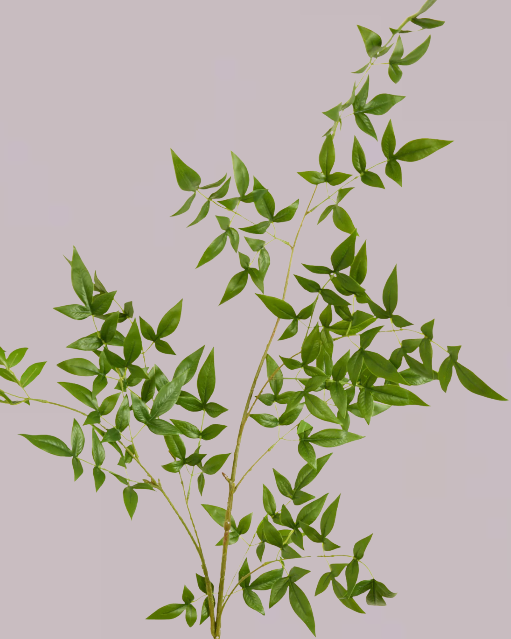 ITALIAN RUSCUS BRANCH 120CM