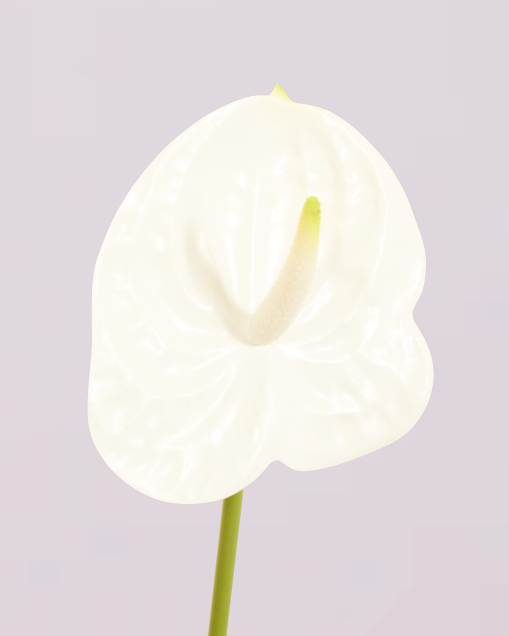 WHITE ANTHURIUM