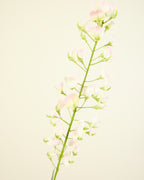 SILK-KA LATHYRUS IN SOFT PINK 86CM