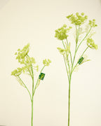 SILK-KA XL QUEEN ANNES LACE IN GREEN 107CM