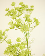 SILK-KA QUEEN ANNES LACE IN GREEN 78CM