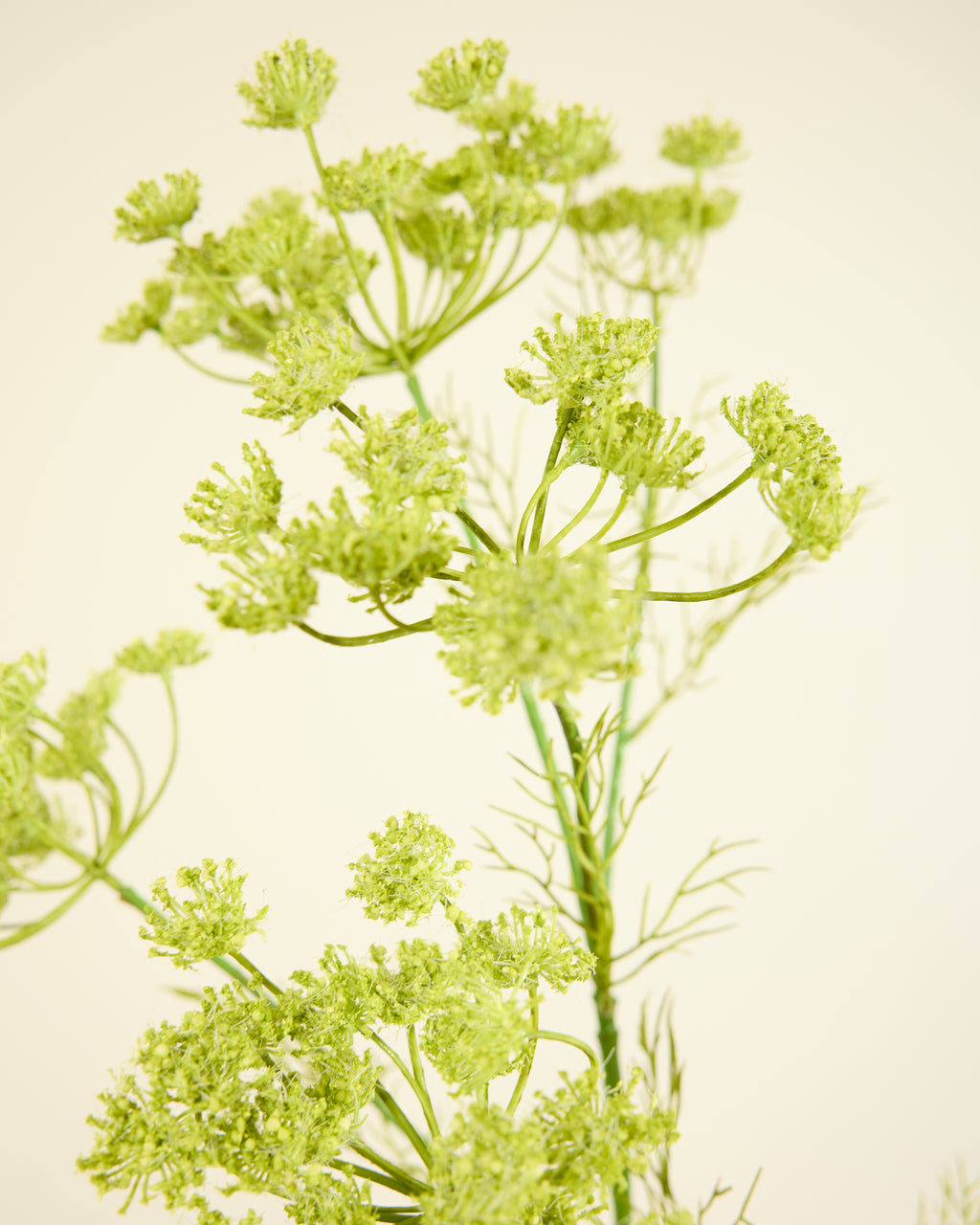 SILK-KA XL QUEEN ANNES LACE IN GREEN 107CM