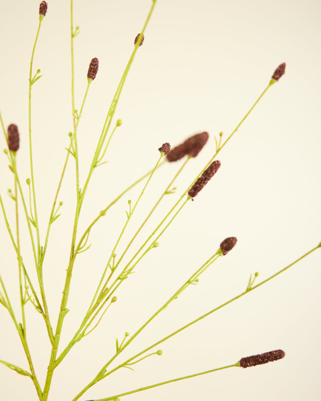 SILK-KA PIMPERNEL IN BROWN 116CM