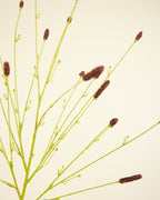 SILK-KA PIMPERNEL IN BROWN 116CM