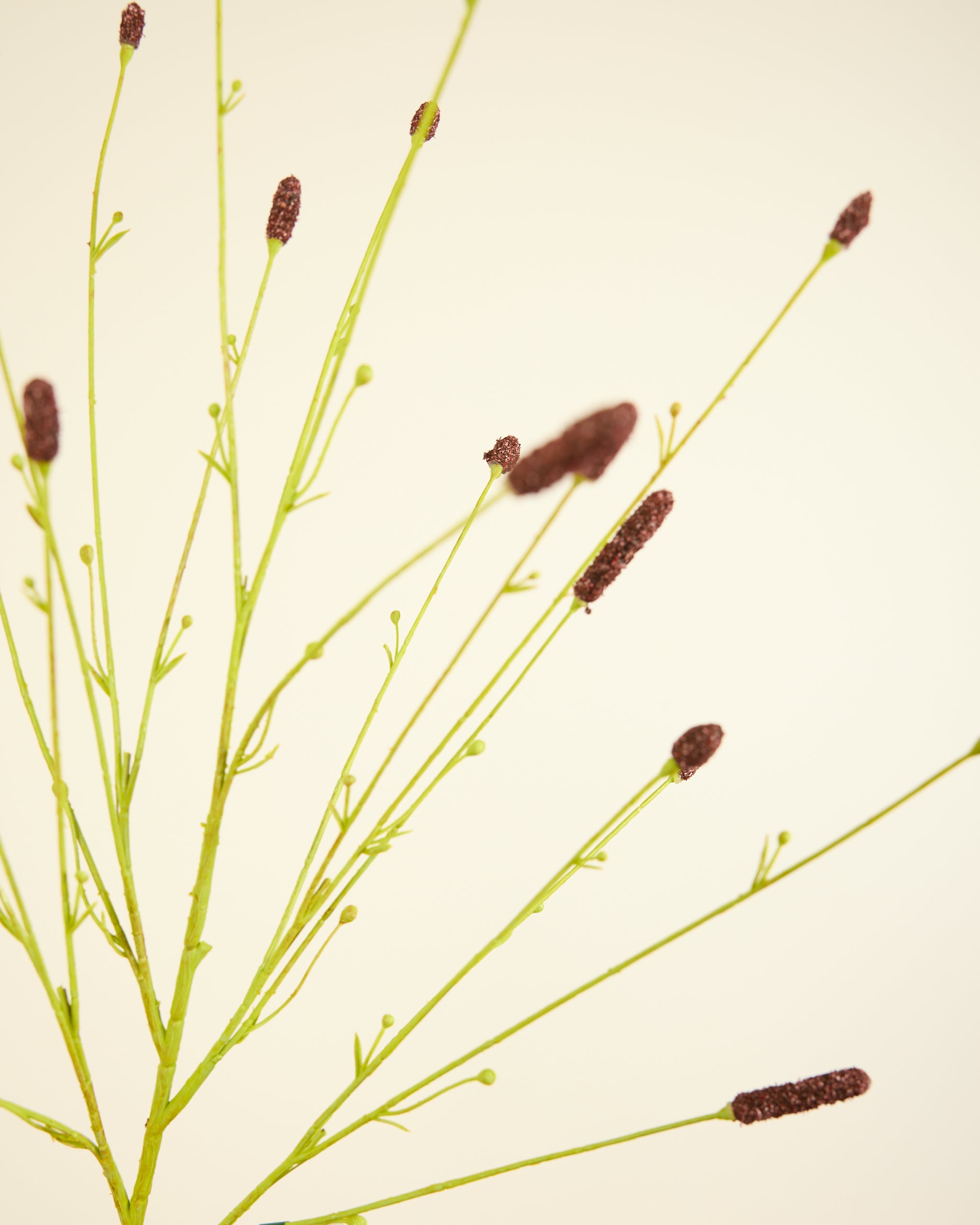 SILK-KA PIMPERNEL IN BROWN 116CM