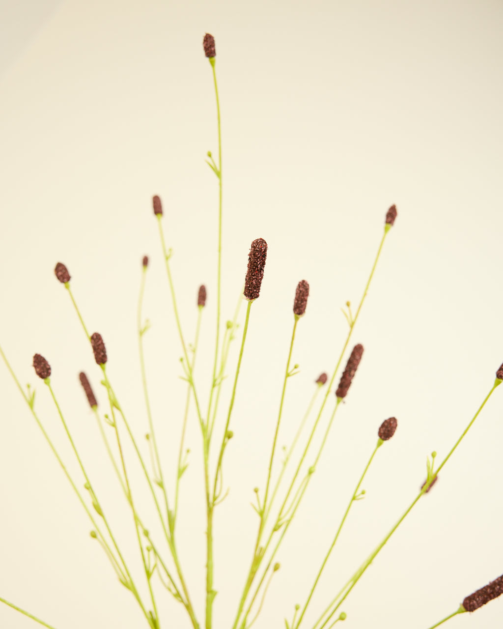SILK-KA PIMPERNEL IN BROWN 116CM
