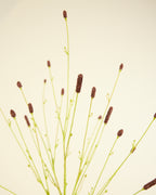 SILK-KA PIMPERNEL IN BROWN 116CM