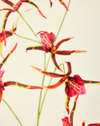 SILK-KA BURGUNDY ORCHID SPRAY 110CM