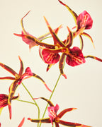SILK-KA BURGUNDY ORCHID SPRAY 110CM