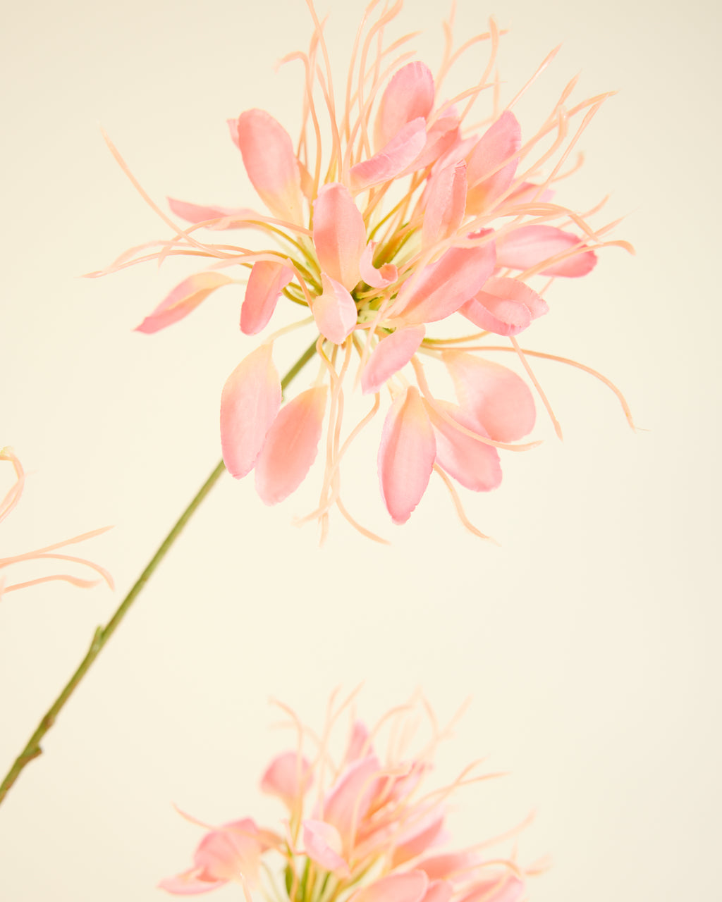 SILK-KA HONEYSUCKLE PINK 118CM