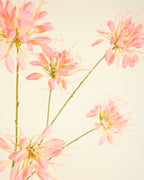 SILK-KA HONEYSUCKLE PINK 118CM