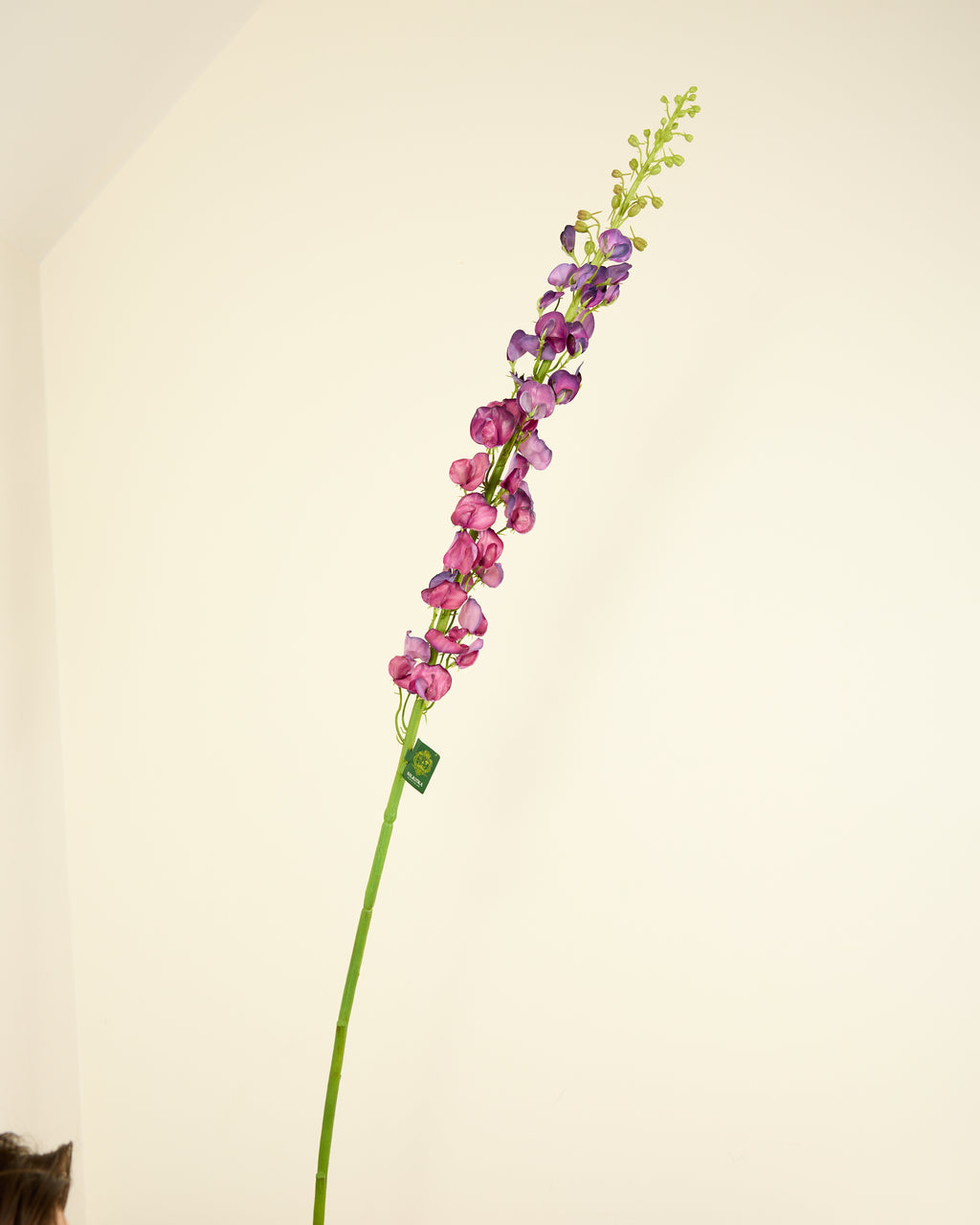 SILK-KA LATHYRUS IN PURPLE 135CM