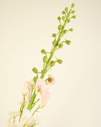 SILK-KA LATHYRUS IN SOFT PINK 135CM