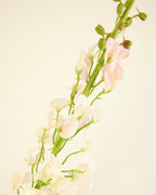 SILK-KA LATHYRUS IN SOFT PINK 135CM