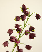SILK-KA FRITILLARIA BURGUNDY 111CM