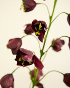 SILK-KA FRITILLARIA BURGUNDY 111CM