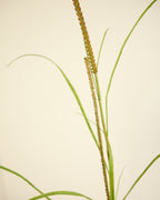 SILK-KA GRASS SPRAY 173CM