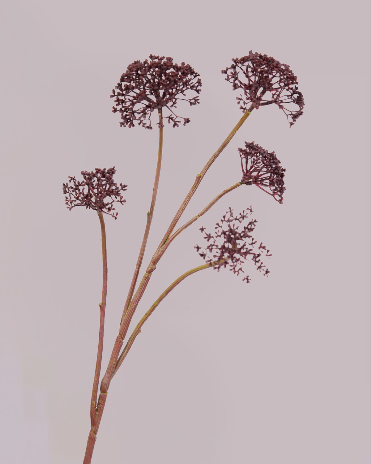 SILK-KA QUEEN ANNES LACE IN BURGUNDY 78CM