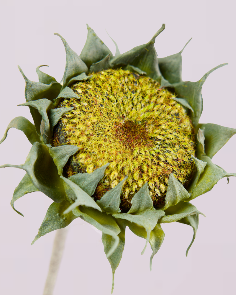 SUNFLOWER IN GREEN