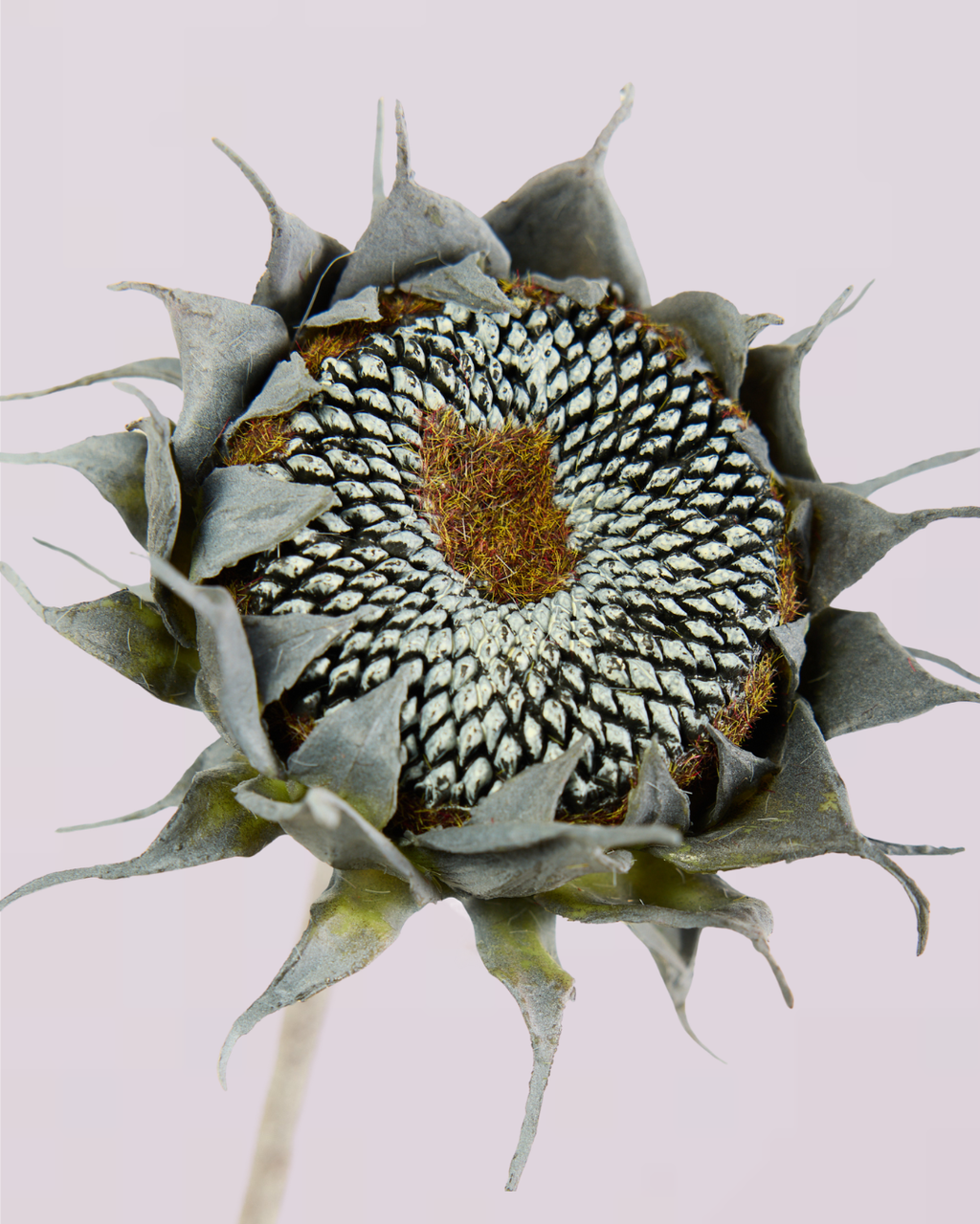 SUNFLOWER IN BLACK