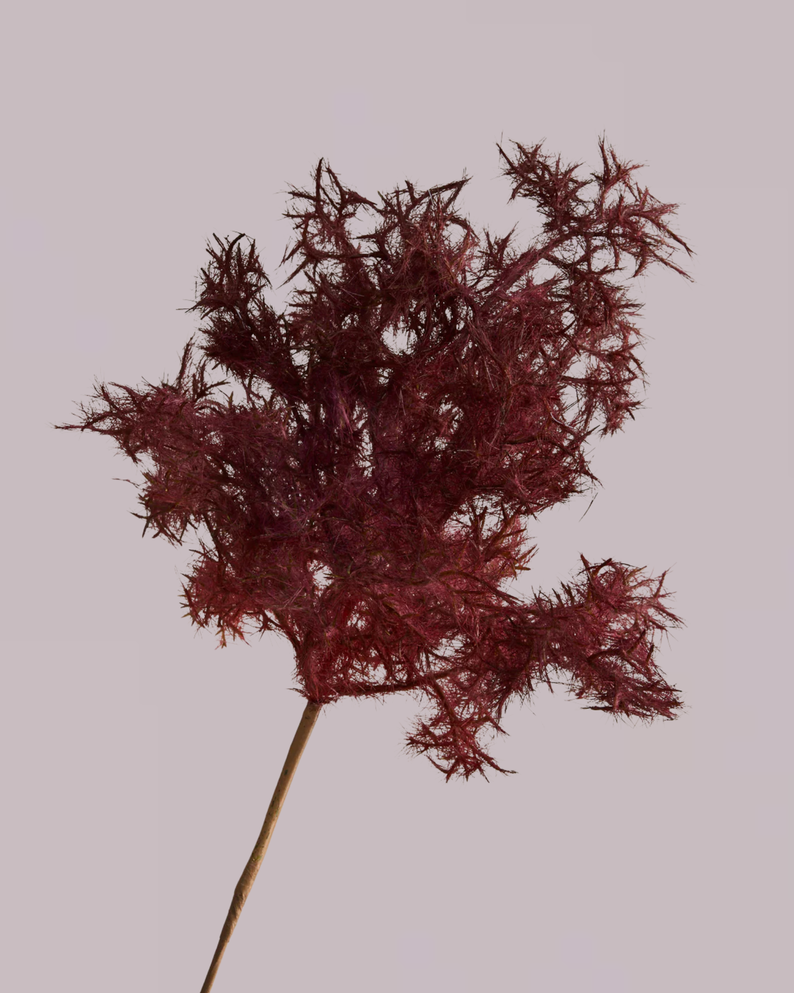 WHAT THE FLUFF IN BURGUNDY