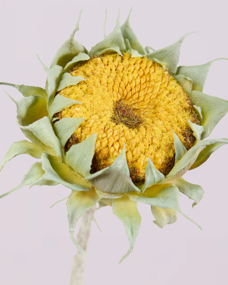 SUNFLOWER IN YELLOW