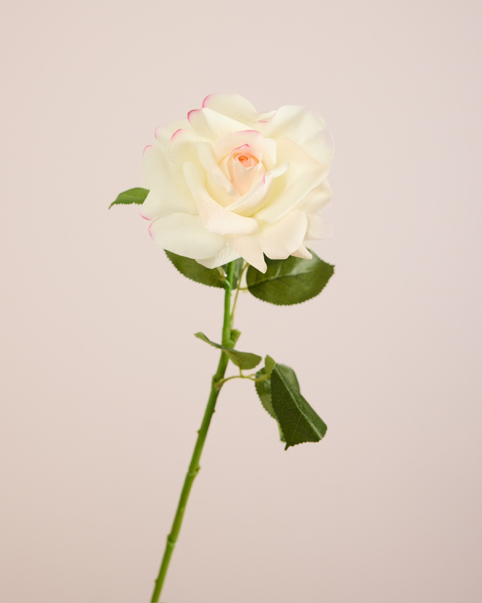 VALENTINES ROSE BOUQUET - RED/MERLOT/WHITE