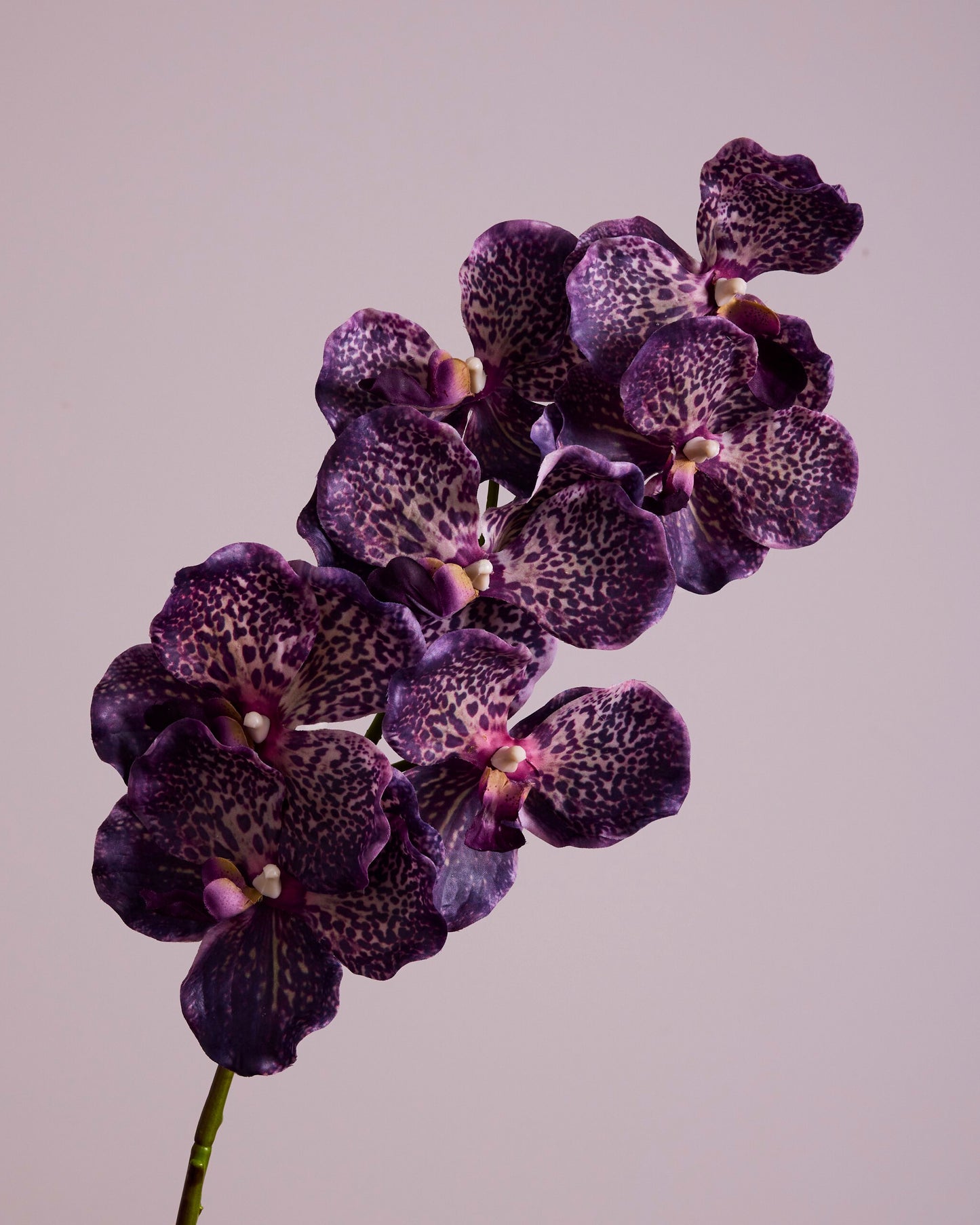 Close-up of a branch of purple orchids on a light purple background