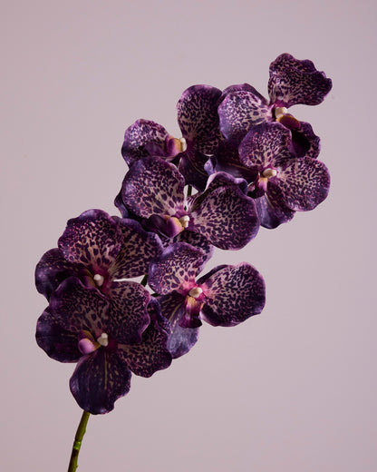 Close-up of a branch of purple orchids on a light purple background