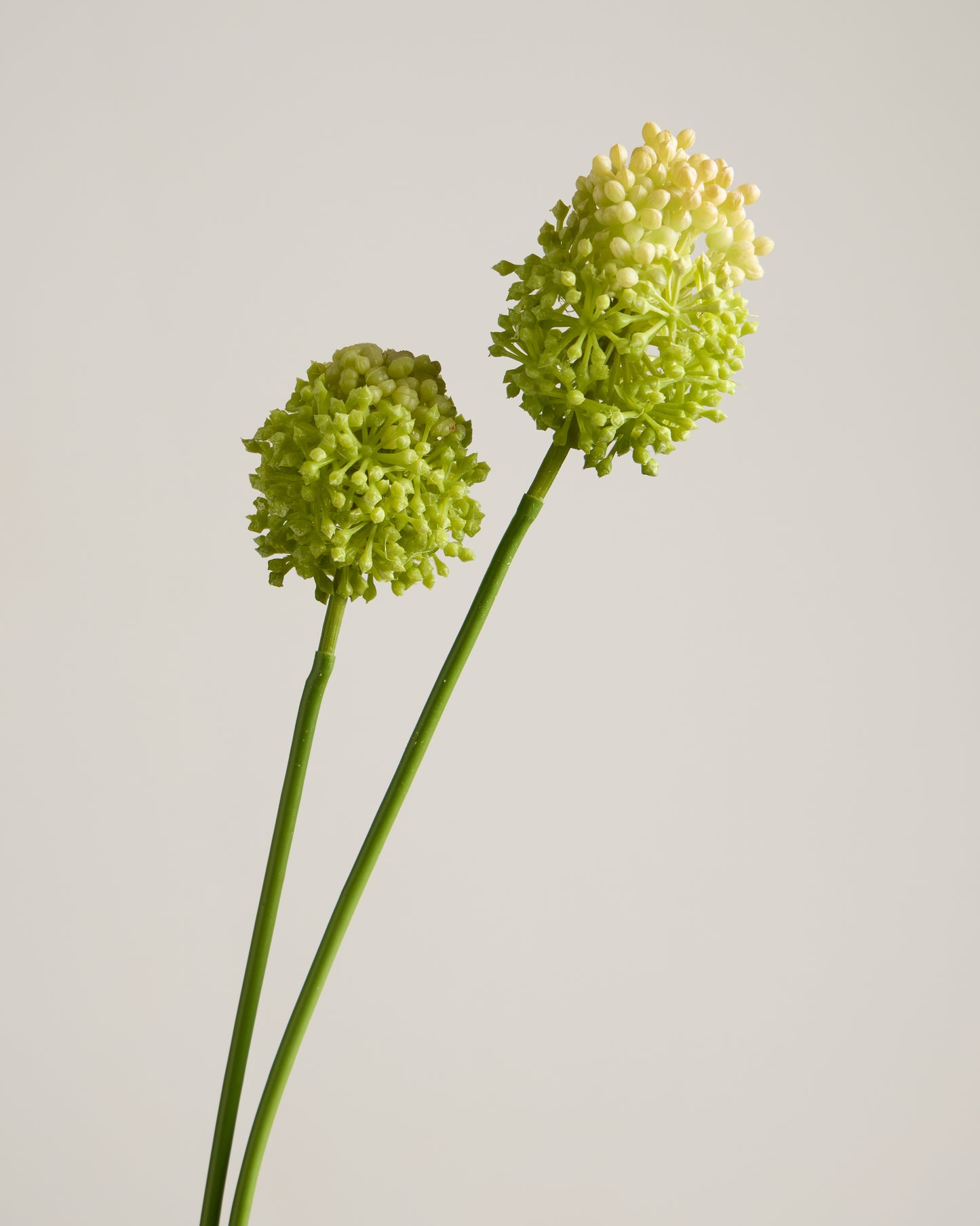 GREEN REAL TOUCH ALLIUM DUO