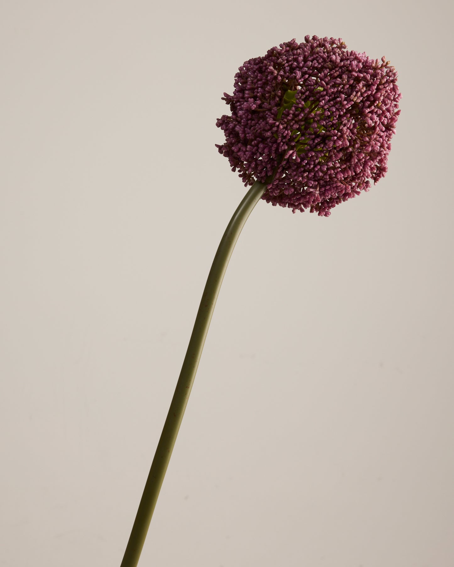 GIANT PURPLE REAL TOUCH ALLIUM
