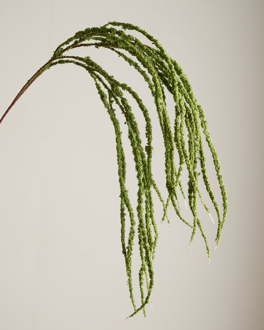 AMARANTHUS SPRAY IN GREEN