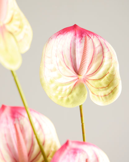 ANTHURIUM IN PINK AND LIME