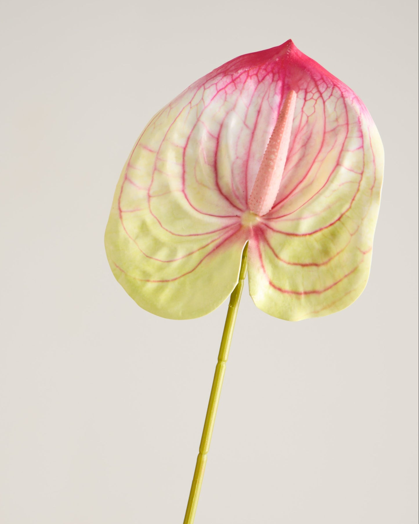 ANTHURIUM IN PINK AND LIME