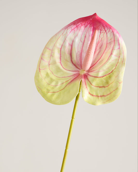 ANTHURIUM IN PINK AND LIME