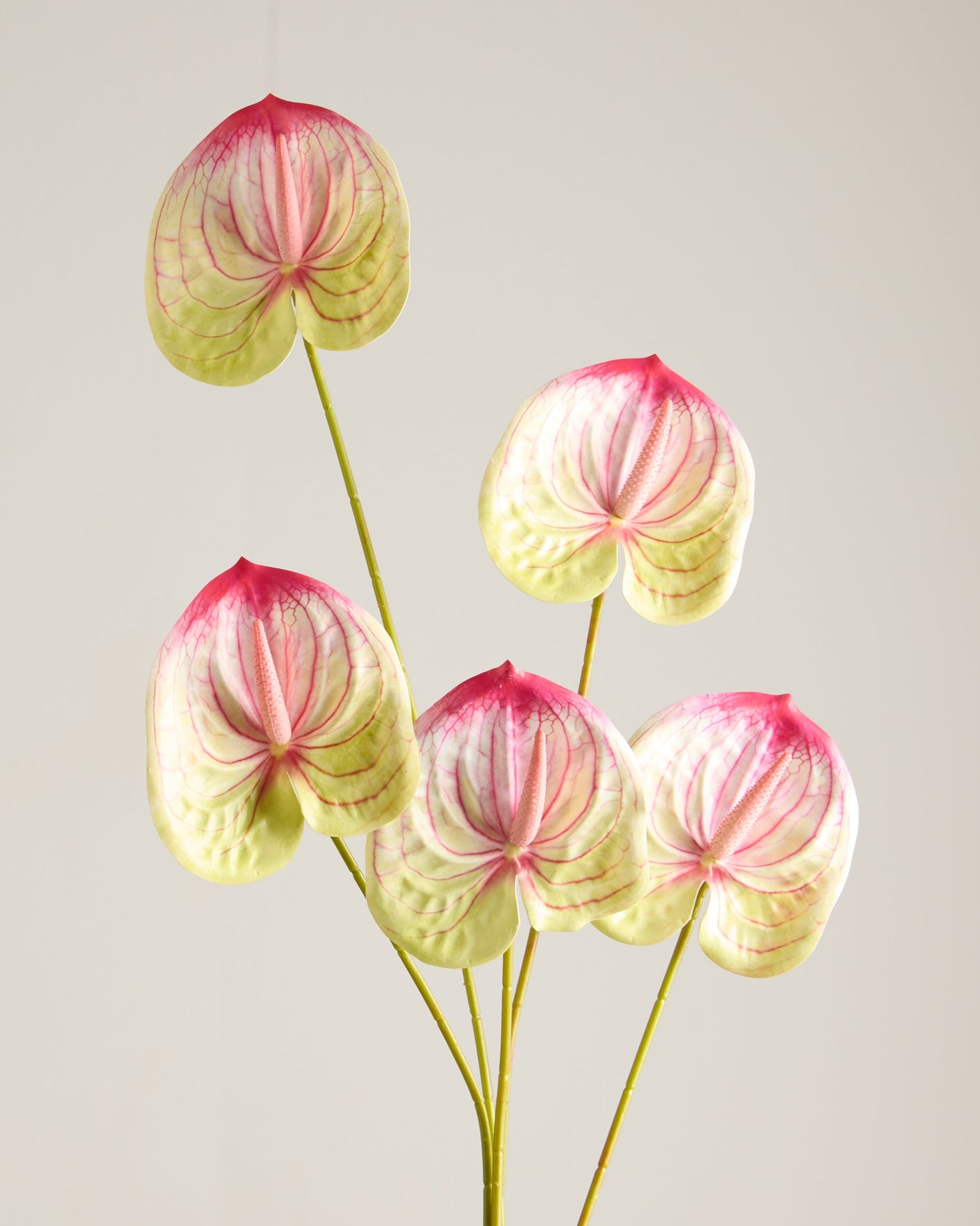 ANTHURIUM IN PINK AND LIME