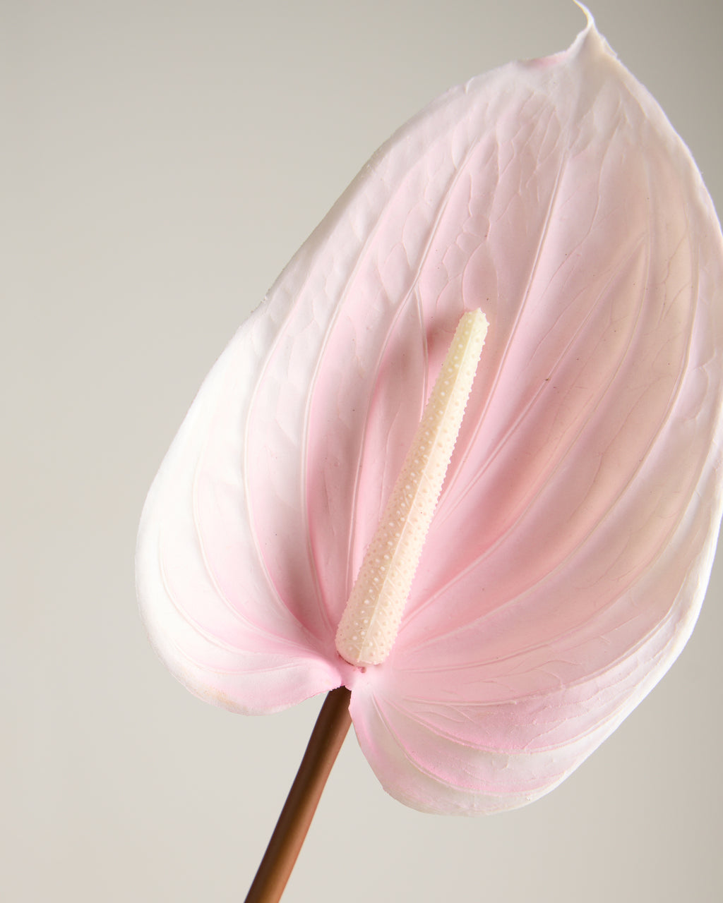 ANTHURIUM IN BABY PINK (EXTRA LARGE)