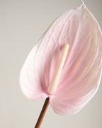 ANTHURIUM IN BABY PINK (EXTRA LARGE)