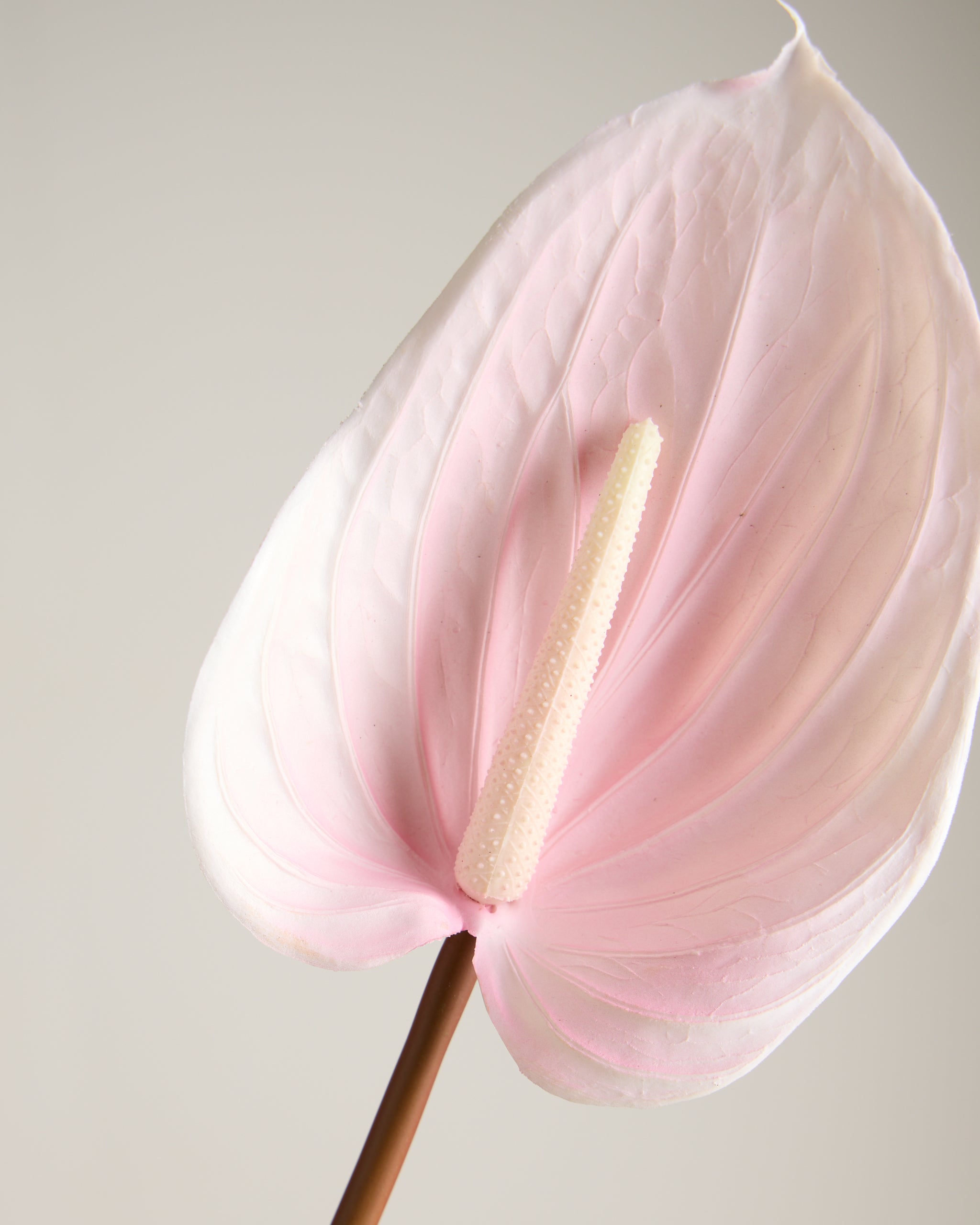 ANTHURIUM IN BABY PINK (EXTRA LARGE)