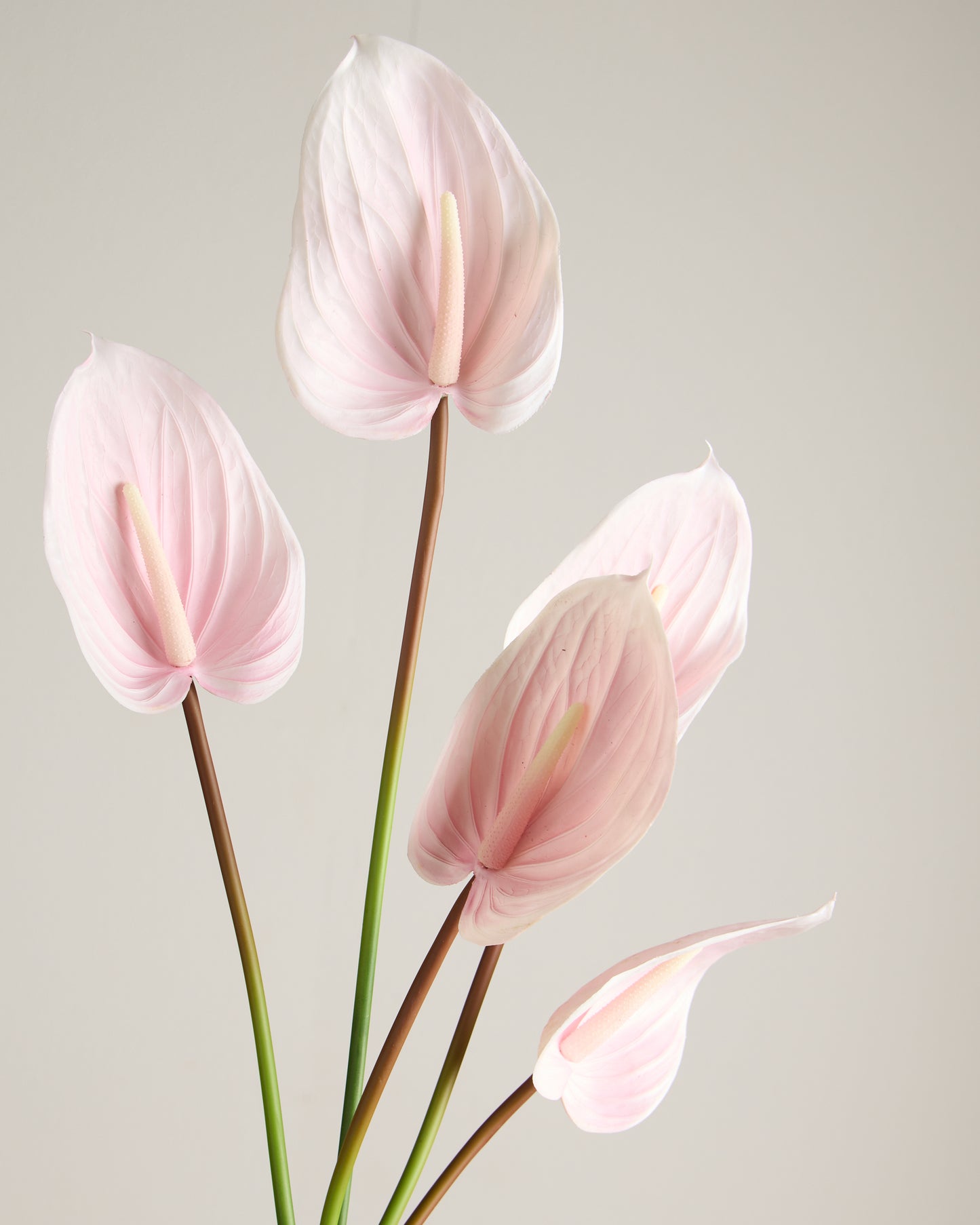 XL ANTHURIUM IN BABY PINK