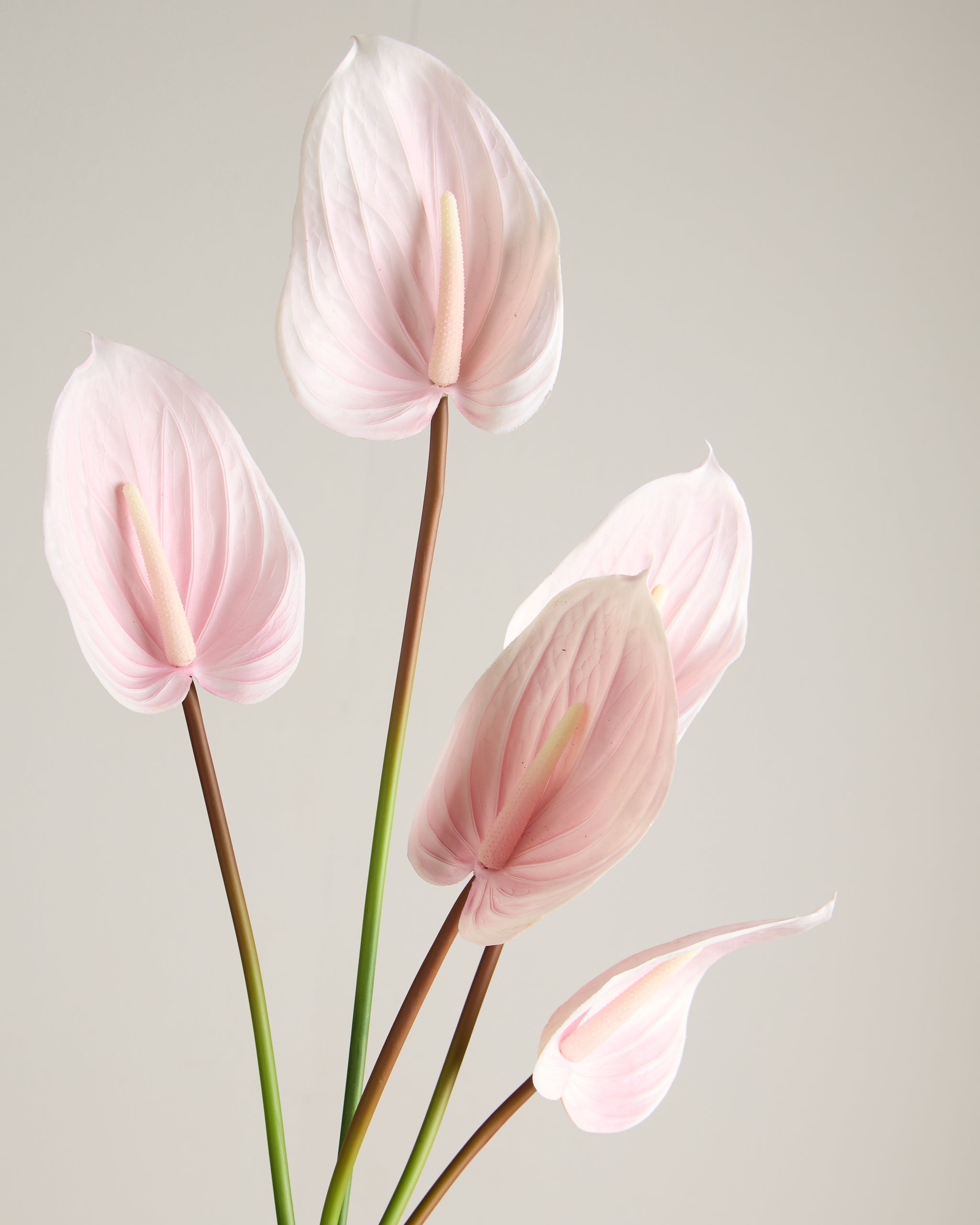 ANTHURIUM IN BABY PINK (EXTRA LARGE)