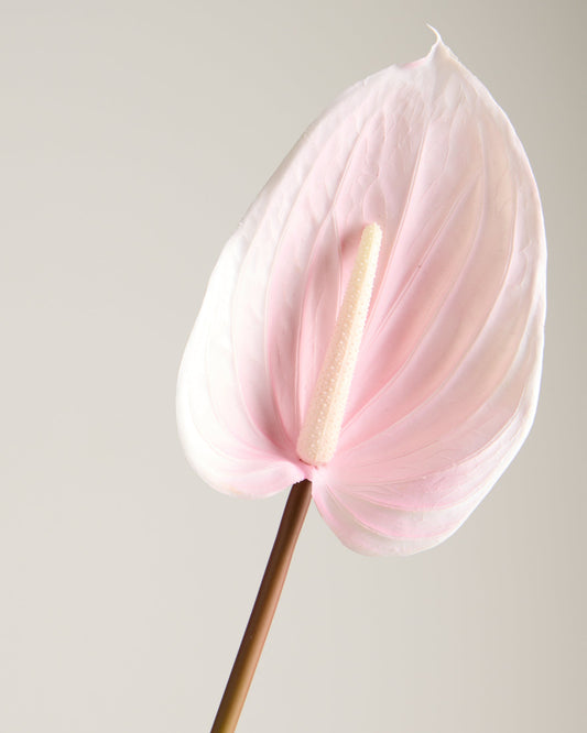XL ANTHURIUM IN BABY PINK