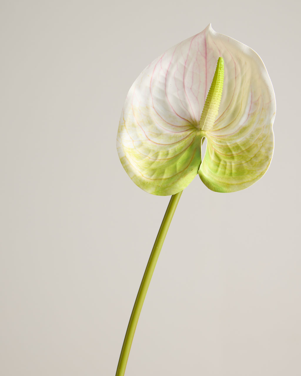 ANTHURIUM IN WHITE & LIME GREEN