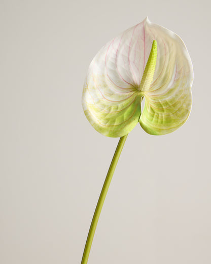 ANTHURIUM IN WHITE & LIME GREEN