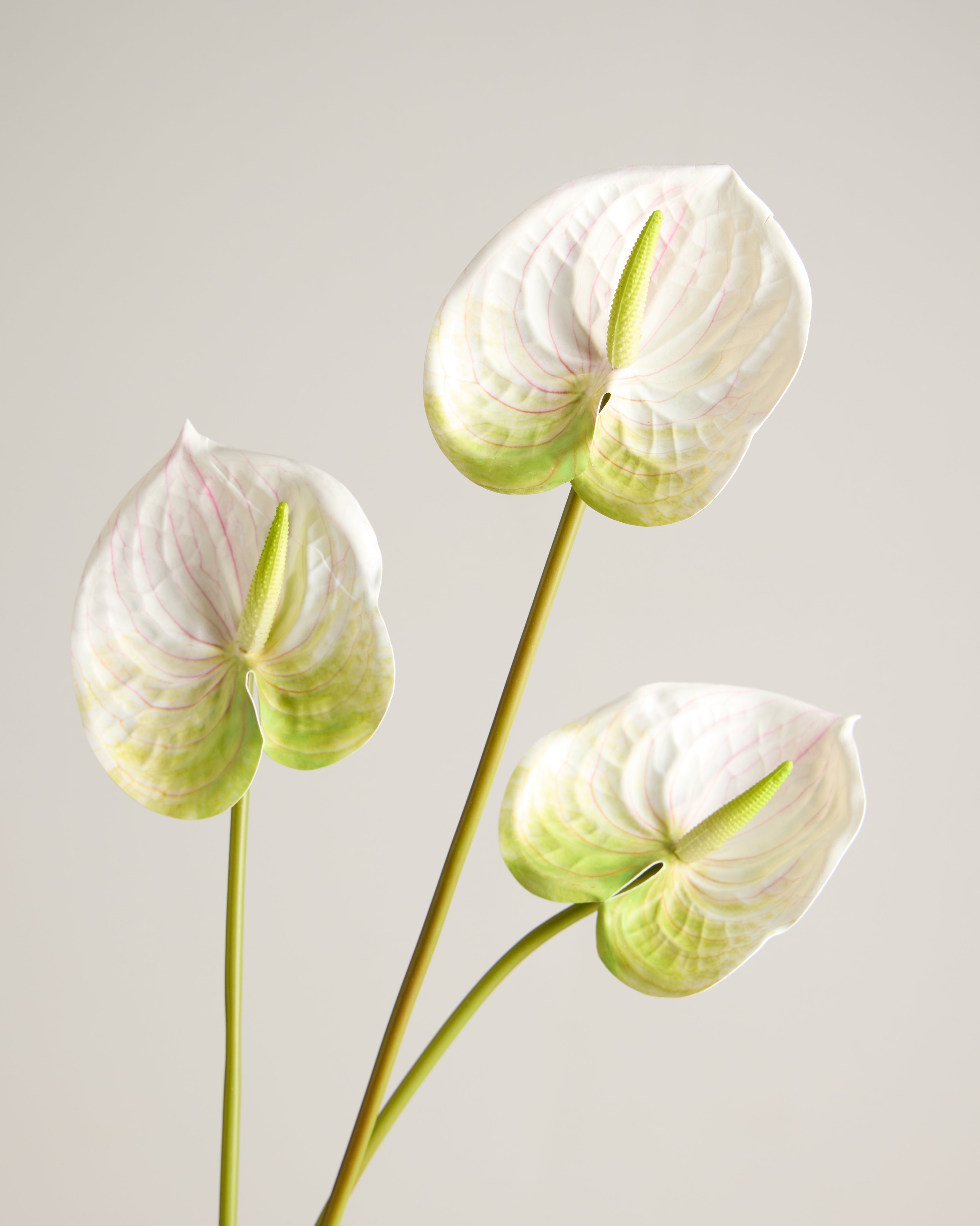 anthurium flowers green ANTHURIUM IN WHITE & LIME GREEN – Faux King Florals