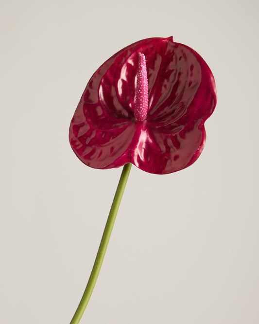 ANTHURIUM IN DEEP PINK